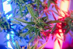 Marihuana medizinisch Pflanze im Licht Pastell- Farben. ein Hanf Busch mit ein cremig Rosa lila Licht und ein Blau Grün Farbton. frisch Neu aussehen Kunst Stil von Alternative medizinisch Marihuana im fluoreszierend Licht. foto