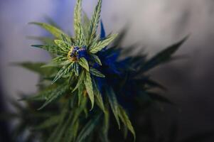 Blume Knospe von Cannabis satival im das Gewächshaus, Marihuana Blume Knospe Hintergrund, Kräuter- Medizin foto