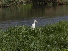 Weiß Fluss Vogel, großartig Reiher anmutig bewohnen das heiter Wald, Hinzufügen ein berühren von Ruhe und natürlich Schönheit zu das üppig Grün Umfeld foto