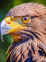 ai generiert Nahansicht Foto von ein Adler oder Falke