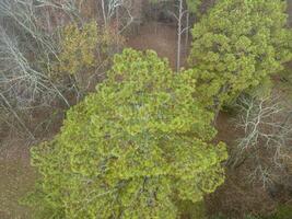 spät November Antenne Aussicht von ein Wald im Nebel auf ein Ufer von das Tennessee Fluss in der Nähe von colbert Fähre Park, natchez Spur Allee foto