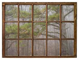 Wald und Kiefer Baum im Nebel wie gesehen von ein retro Schärpe Fenster foto