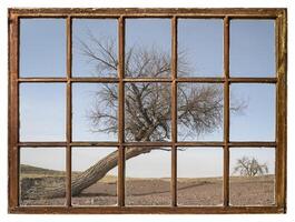 Bäume auf Colorado Prärie - - Fenster Aussicht foto