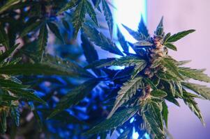 Cannabis Marihuana Pflanze im Dampfwelle tief lila Neon- Stil. medizinisch Pflanze von Cannabis oder Hanf mit blühen Knospen und ultraviolett Licht. Blühen vegetativ Busch mit Kristall Trichome foto