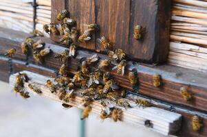 Bienenzucht, Imker beim arbeiten, Bienen im Flug. foto