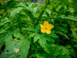 schön hell Gelb Blumen unter das dicht Grün Laub von das Wald foto