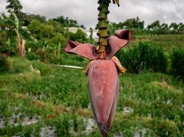 ein Banane Blume im das Garten bereit zu Sein genommen zu Sein benutzt wie ein Seite Gericht beim Zuhause foto