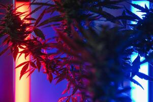 Marihuana medizinisch Pflanze im Licht Pastell- Farben. ein Hanf Busch mit ein cremig Rosa lila Licht und ein Blau Grün Farbton. frisch Neu aussehen Kunst Stil von Alternative medizinisch Marihuana im fluoreszierend Licht. foto