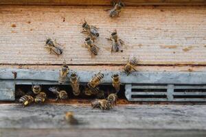 Nahaufnahme von fliegenden Bienen. hölzerner Bienenstock und Bienen. foto