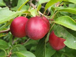 Kirsche Pflaume Früchte. reif rot Kirsche Pflaume Früchte. Obst Ernte foto