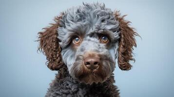 ai generiert Rasse Hund Blau ai generiert foto