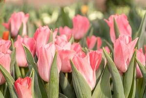 Feld mit Rosa Tulpen. Tulpe Knospen mit selektiv Fokus. natürlich Landschaft mit Frühling Blumen. foto