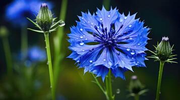 ai generiert Pflanze Kornblume ai generiert foto