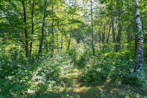 ein Menge von Bäume und Gebüsch im das Sonnenlicht im das Wald foto