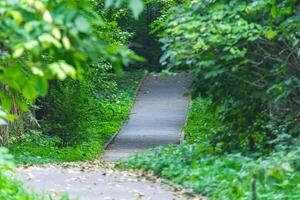 atmosphärisch Gasse oder Fußweg im das Park mit ein Menge von Bäume foto