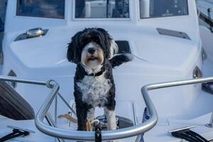 Hund auf das Bogen von das Boot foto