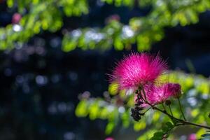 ziemlich Rosa Blumen auf ein Baum foto