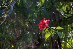 rot Blume im ein Garten foto