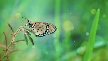 ein Orange Schmetterling Akraee terpsicore foto