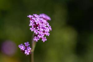 ein beschwingt Tapisserie von lila Blumen, der Natur Schönheit im voll blühen, wunderlich blüht tanzen im das Brise foto