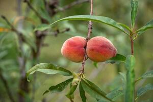 frisch organisch Pfirsiche auf das Baum im Garten foto
