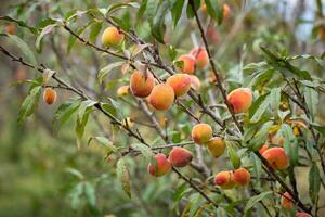 frisch organisch Pfirsiche auf das Baum im Garten foto