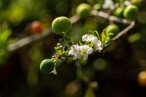 schließen oben von schreiben Pflaume Blume Blühen im Frühling. selektiv Fokus foto