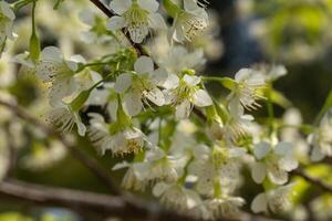 Weiß wild Himalaya Kirsche blühen oder thailändisch Sakura Blume Baum beim Chiang Mai Thailand foto