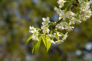 Weiß wild Himalaya Kirsche blühen oder thailändisch Sakura Blume Baum beim Chiang Mai Thailand foto