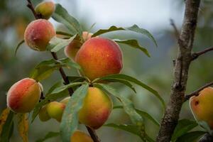 frisch organisch Pfirsiche auf das Baum im Garten foto