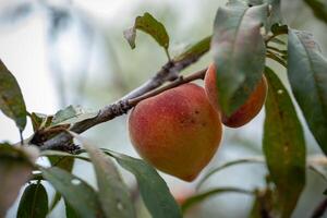 frisch organisch Pfirsiche auf das Baum im Garten foto