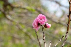 schließen oben von Rosa Pflaume Blume Blühen im Frühling. selektiv Fokus foto