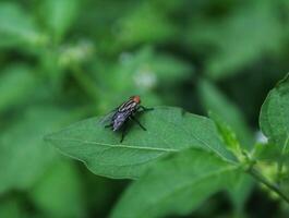 ein Grün fliegen gelandet auf ein Blatt foto