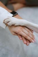 Tier Pfoten und Menschen Hände gekreuzt foto