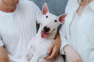 Weiß Hund mit glatt Pelz foto