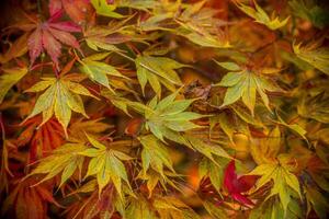japanischer Ahorn im Herbst foto