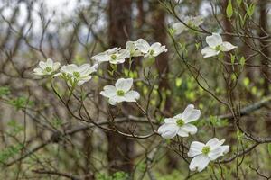 Hartriegel Baum Blumen Nahansicht foto