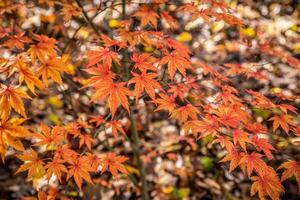 japanisch Ahorn im Herbst Nahansicht foto