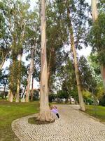 ein wenig Mädchen gegen das Hintergrund von ein hoch Eukalyptus Baum im das Park. foto