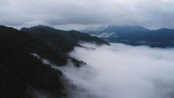Antenne Aussicht von das Bäume im das Senke mit Nebel im das Morgen. Landschaft von neblig Senke und Berg Wolken im Thailand. das Dämmerung von das Berge mit das Meer von Nebel. foto
