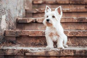 ai generiert warnen Westen Hochland Weiß Terrier Sitzung auf verwittert Stein Schritte foto