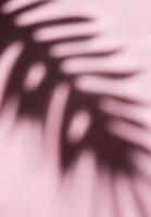Schatten von Palme Blätter foto