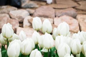 Feld von hellen frischen Tulpen. Frühlingsfest der Blumen. foto