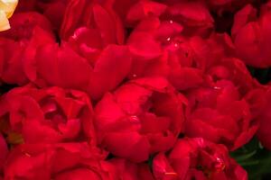 schöne Blumensträuße aus bunten Tulpen im Blumenladen. foto