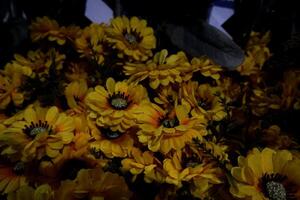 selektiv Fokus von Gelb Chrysantheme Blumen im blühen. foto