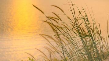 schön Sonnenuntergang auf Strand und Gras auf Himmel Hintergrund natürlich Landschaft Aussicht foto