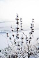 Geäst von Pflanzen bedeckt mit Frost gegen das Himmel. kalt Winter im das Konzept von Minimalismus foto