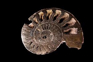 Makro Mineral Stein Ammonit Schale auf ein schwarz Hintergrund foto