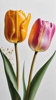 ai generiert Foto von abstrakt Blumen- Öl Gemälde Gold und Rosa Tulpe auf Weiß Hintergrund. ai generiert