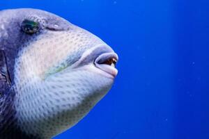 Makro Fisch blauhalsig balistod, Balistoide viridescens foto